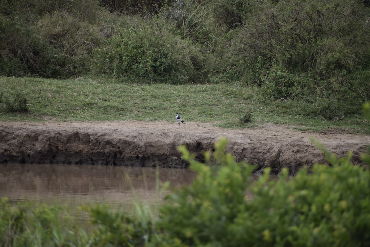 Blacksmith Lapwing - ML635739123