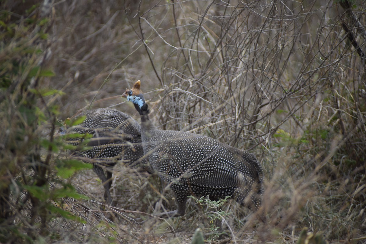 Helmeted Guineafowl - ML635739188