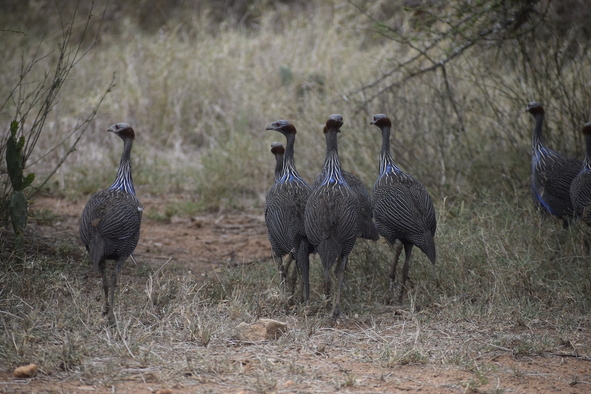 Vulturine Guineafowl - ML635739226