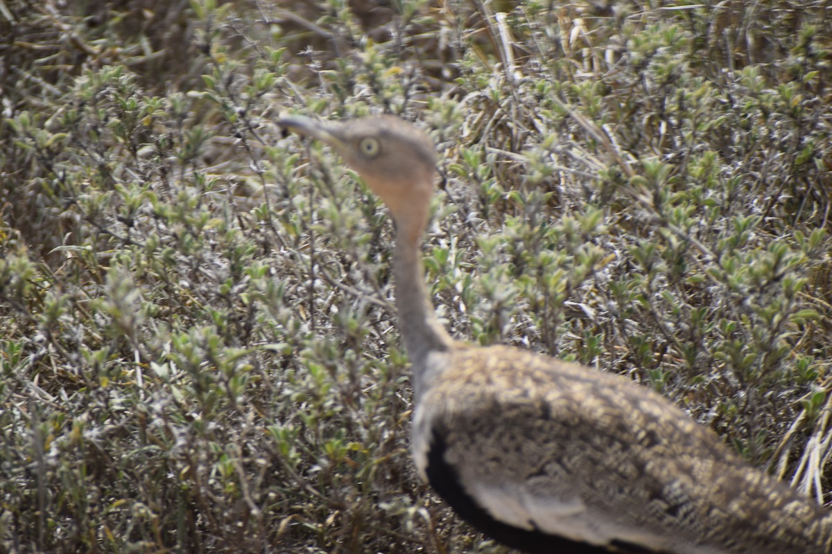 Black-bellied Bustard - ML635739296