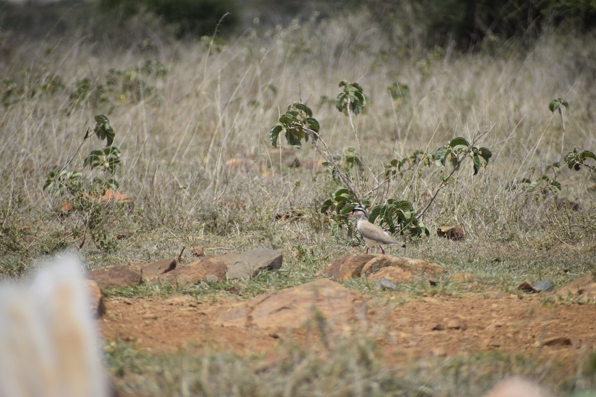 Crowned Lapwing - ML635739346