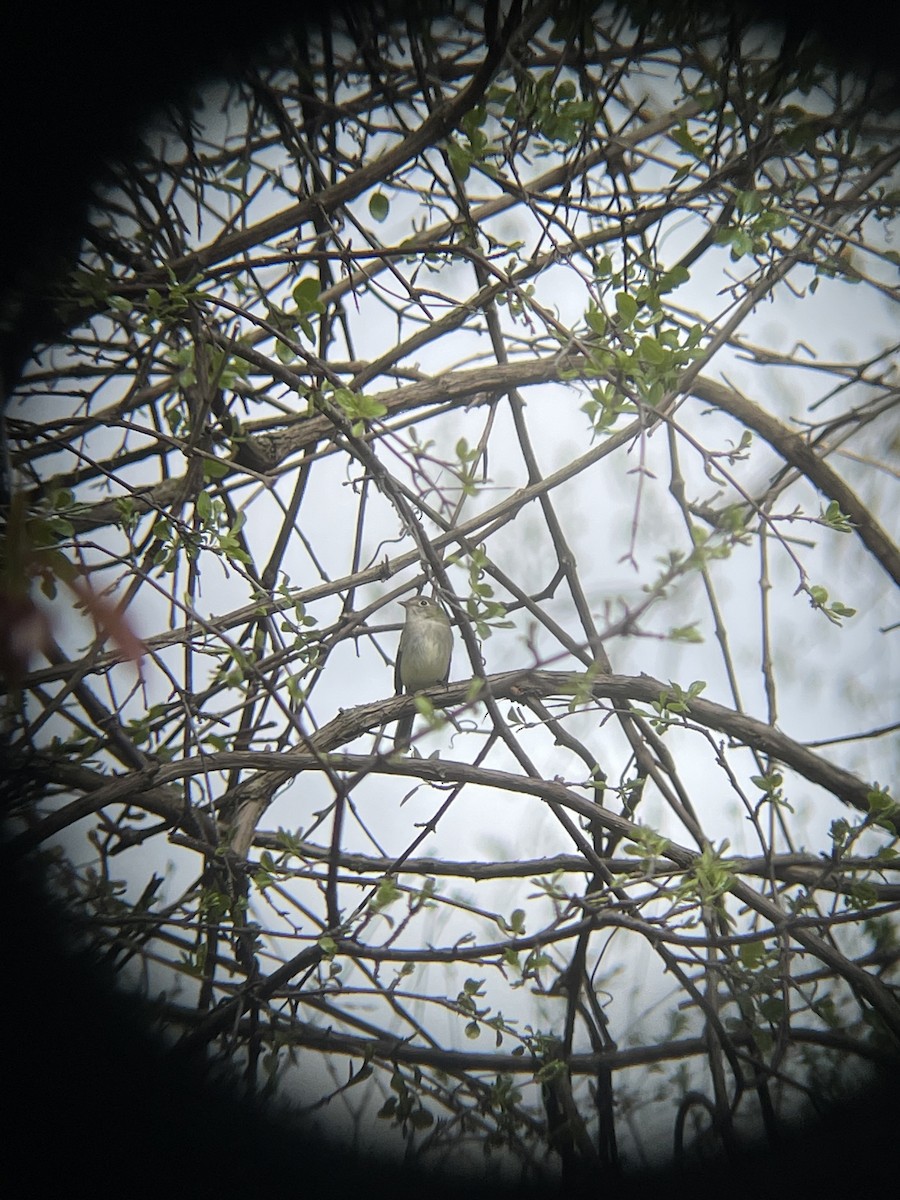 チビメジロハエトリ - ML635739449