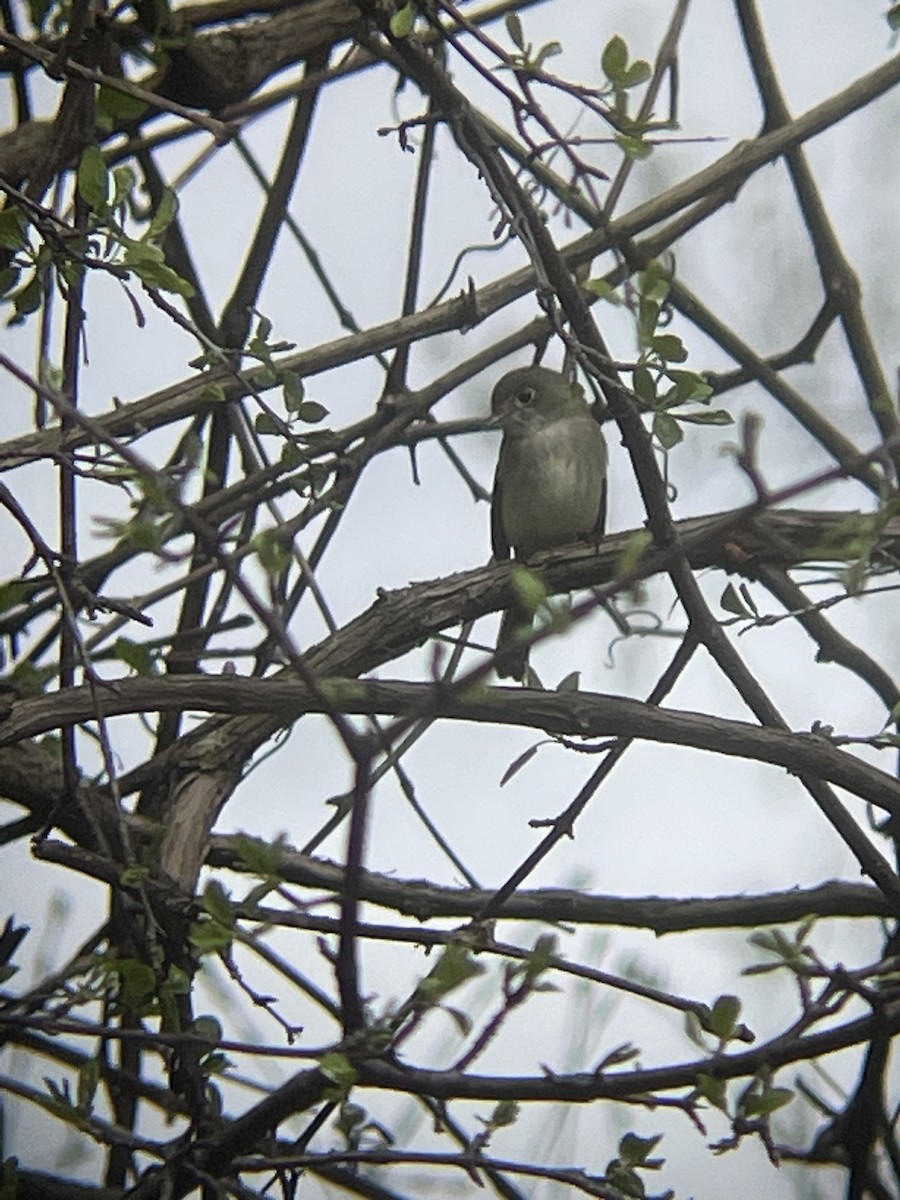 チビメジロハエトリ - ML635739450