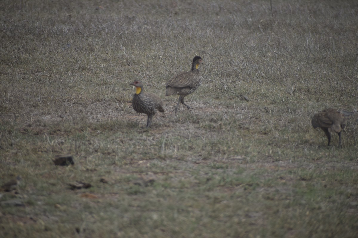 Yellow-necked Spurfowl - ML635739456