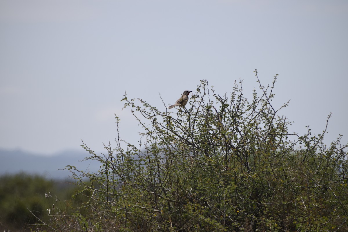 Rosy-patched Bushshrike - ML635739511