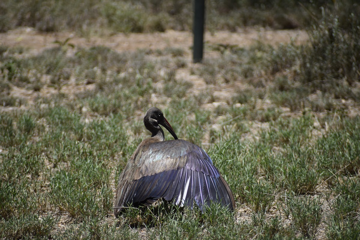 Hadada Ibis - ML635739522