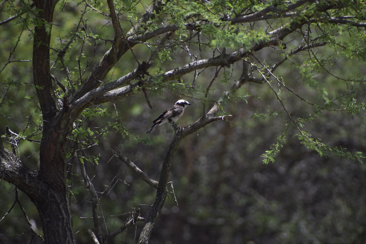 White-rumped Shrike - ML635739574