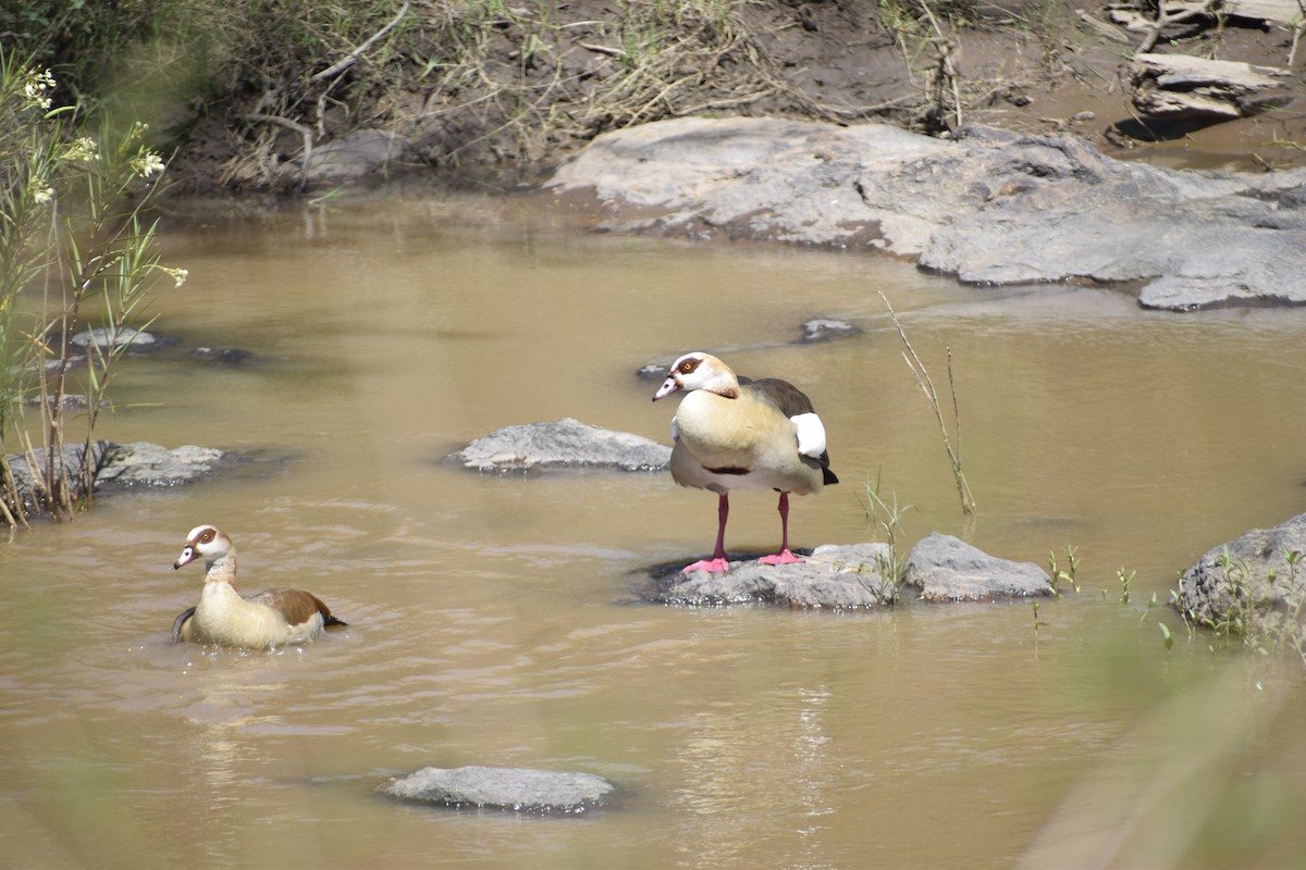 Egyptian Goose - ML635739639