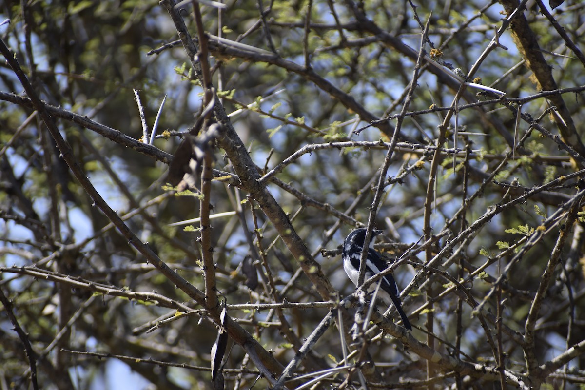 Chinspot Batis - ML635739674