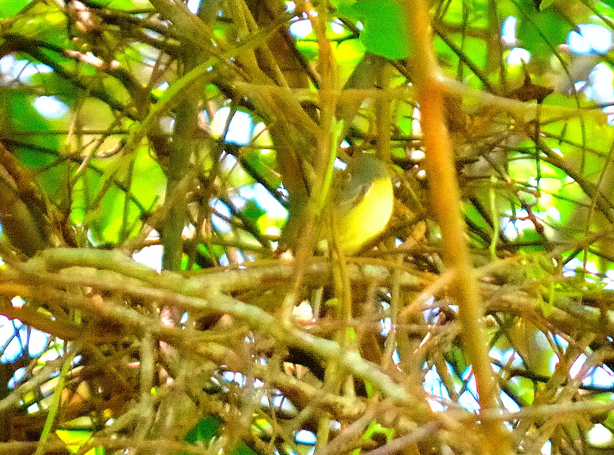 Cuban Vireo - ML635739777