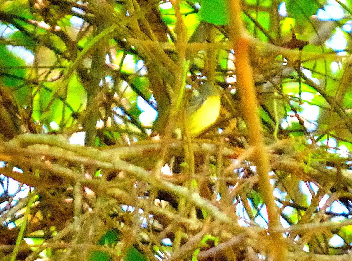 Cuban Vireo - ML635739779