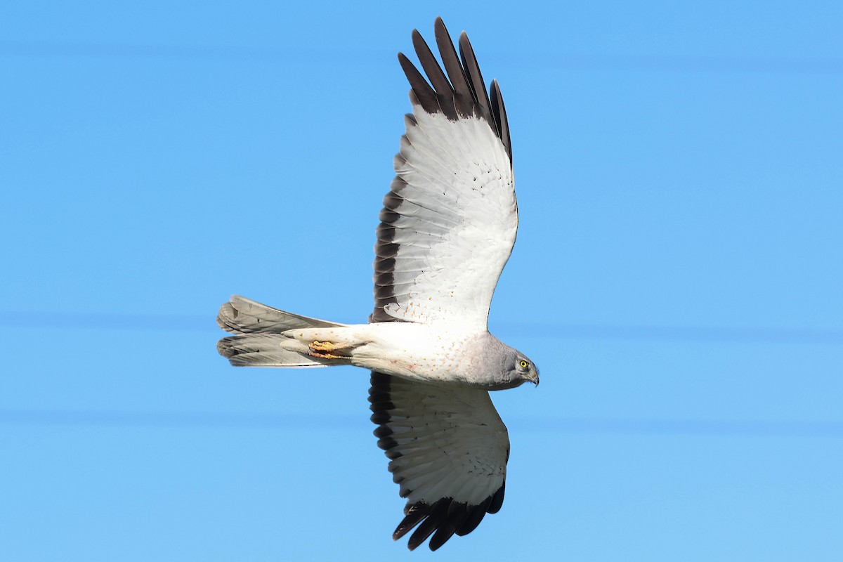Northern Harrier - ML635739811