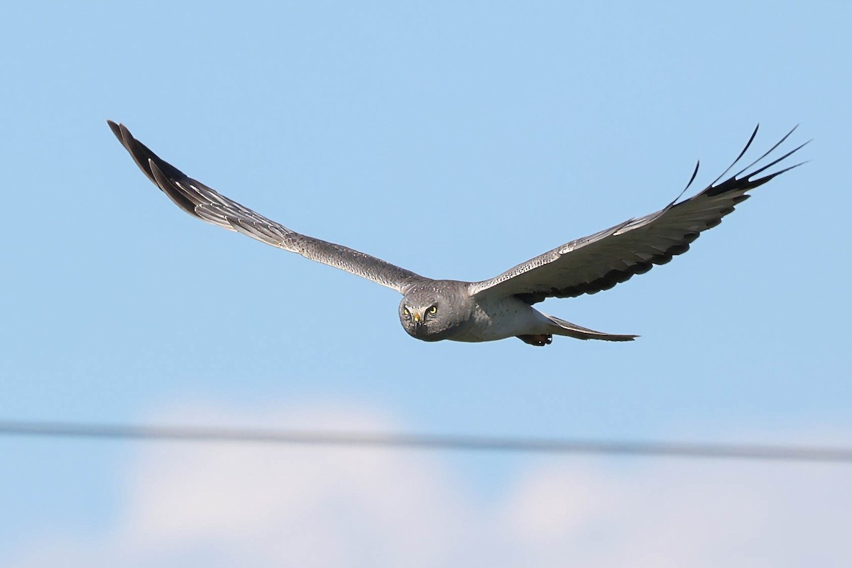 Northern Harrier - ML635739817
