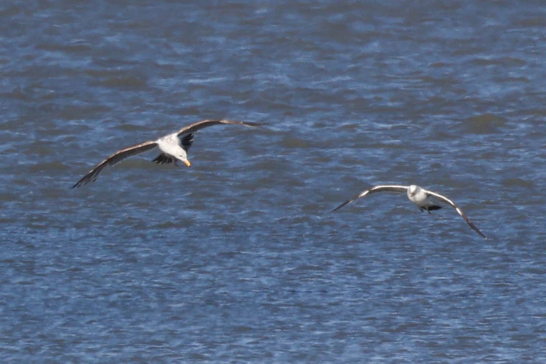 Western Gull - ML635739827