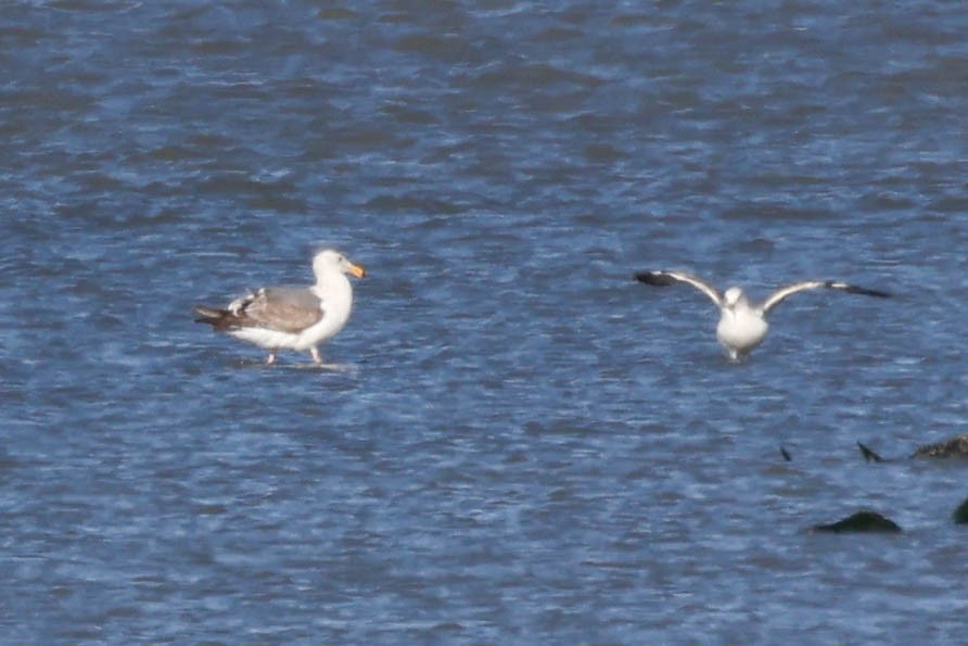 Western Gull - ML635739829