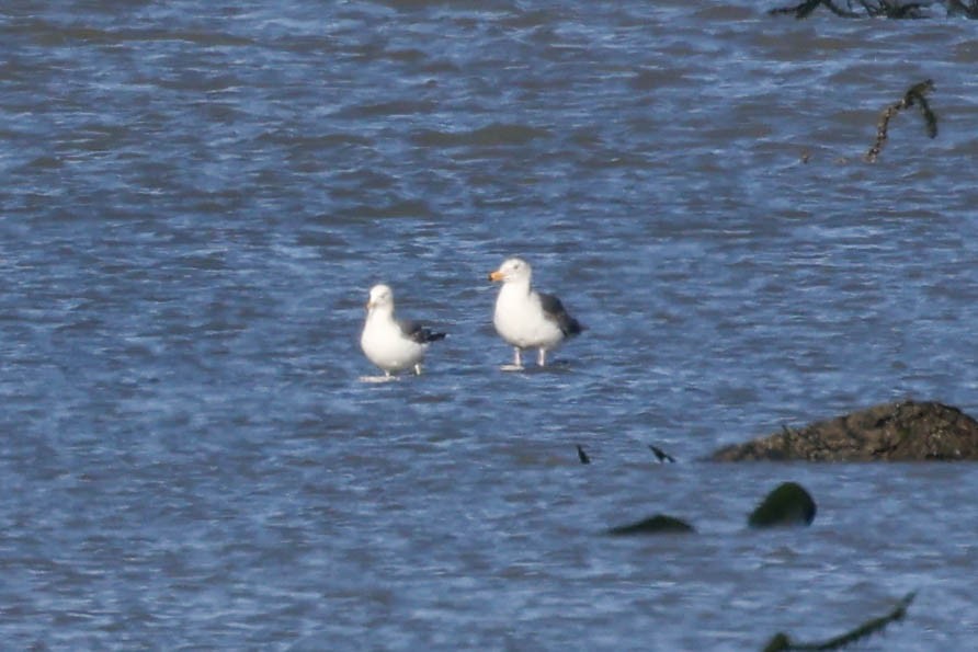 Western Gull - ML635739832