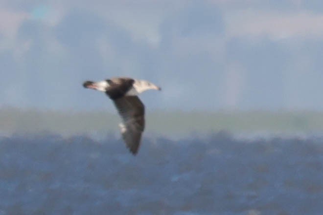 Western Gull - ML635739843