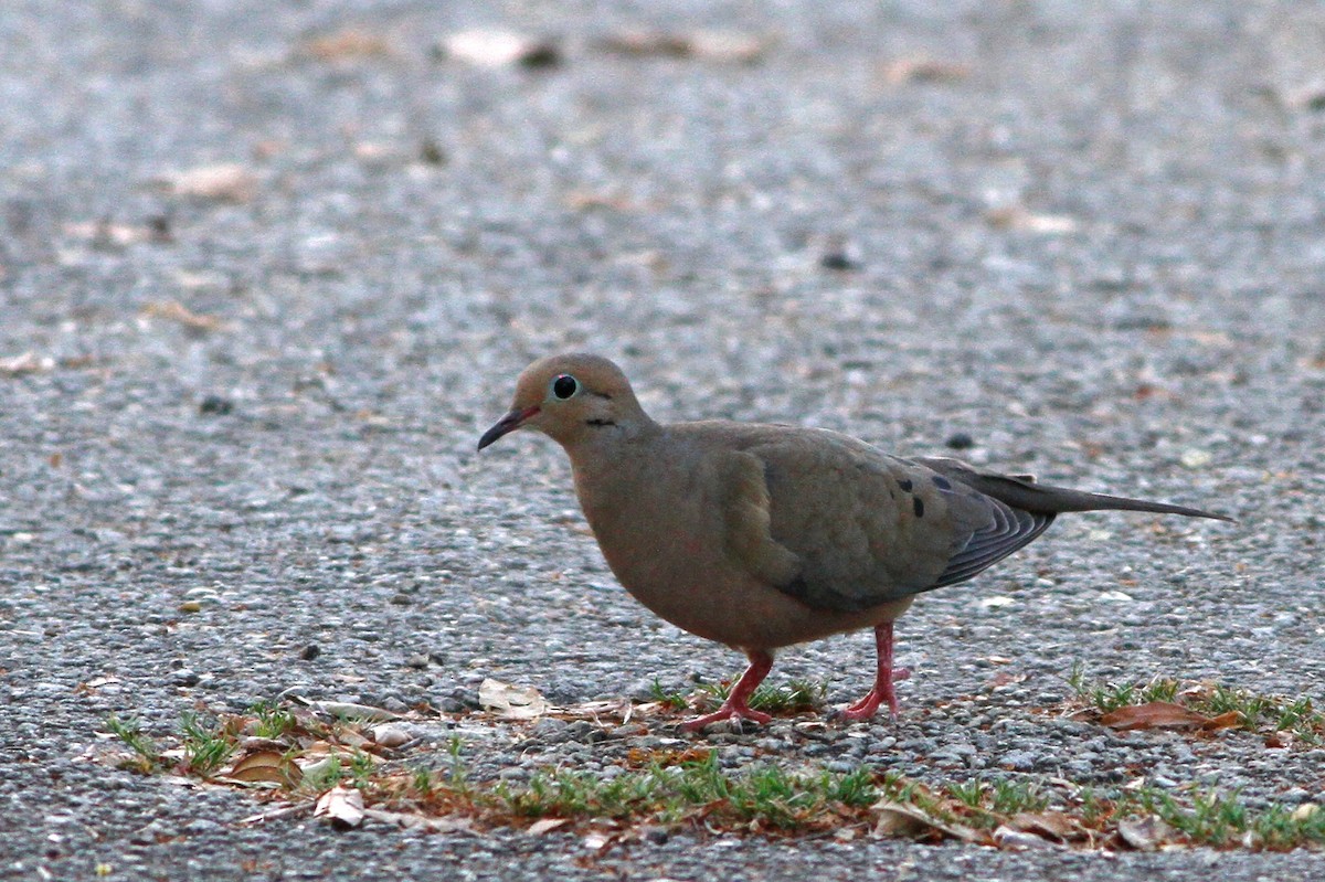 Mourning Dove - ML635739968