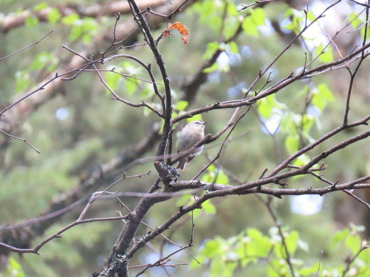 Golden-crowned Kinglet - ML635740058