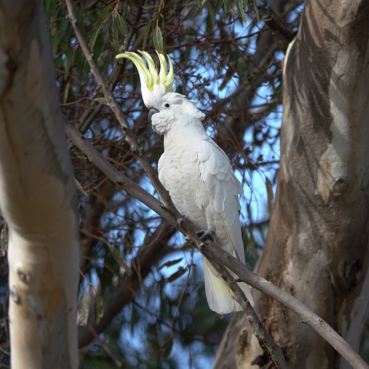 Sulphur-crested Cockatoo - ML635740107
