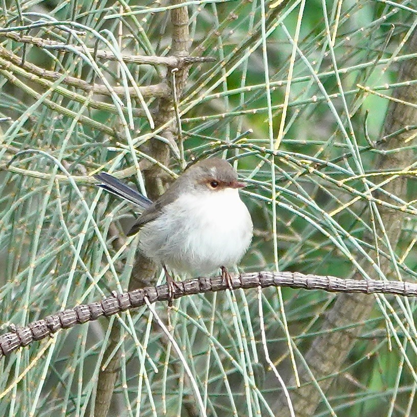 Superb Fairywren - ML635740143