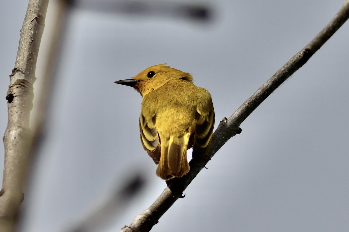 Yellow Warbler (Northern) - ML635740152