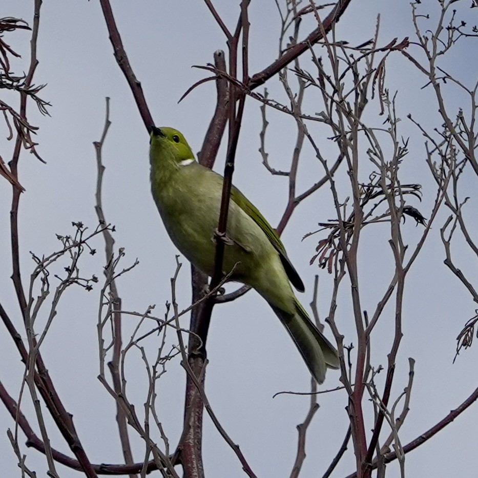 White-plumed Honeyeater - ML635740156