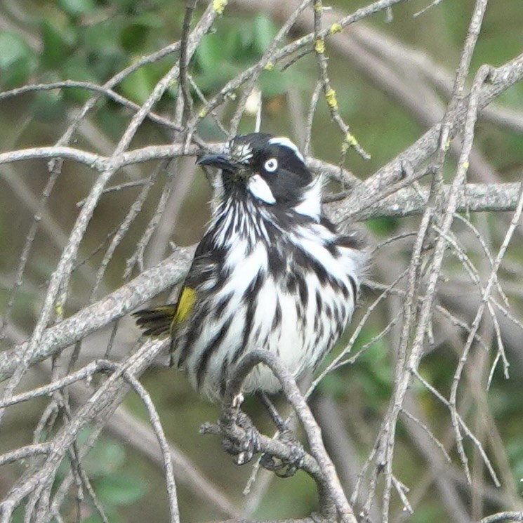 New Holland Honeyeater - ML635740171