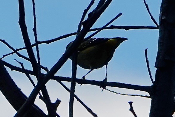 Spotted Pardalote - ML635740182