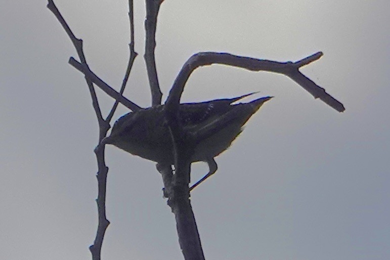 Spotted Pardalote - ML635740183