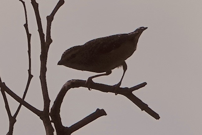 Spotted Pardalote - ML635740184