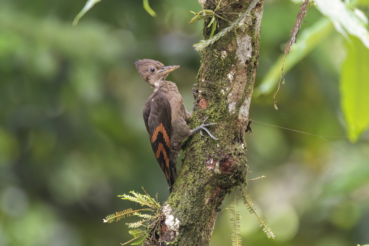 Orange-backed Woodpecker - ML635740339