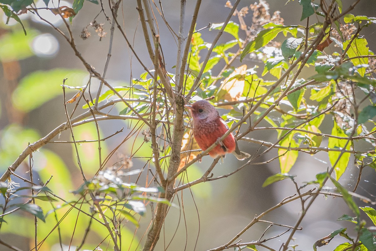 Pink-headed Warbler - ML635740345