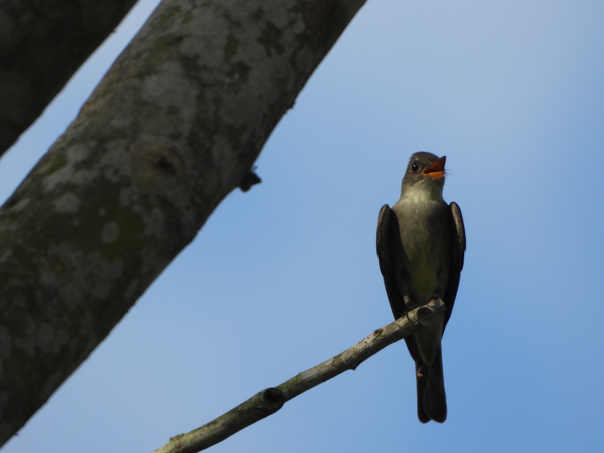 Southern Rough-winged Swallow - ML635740367