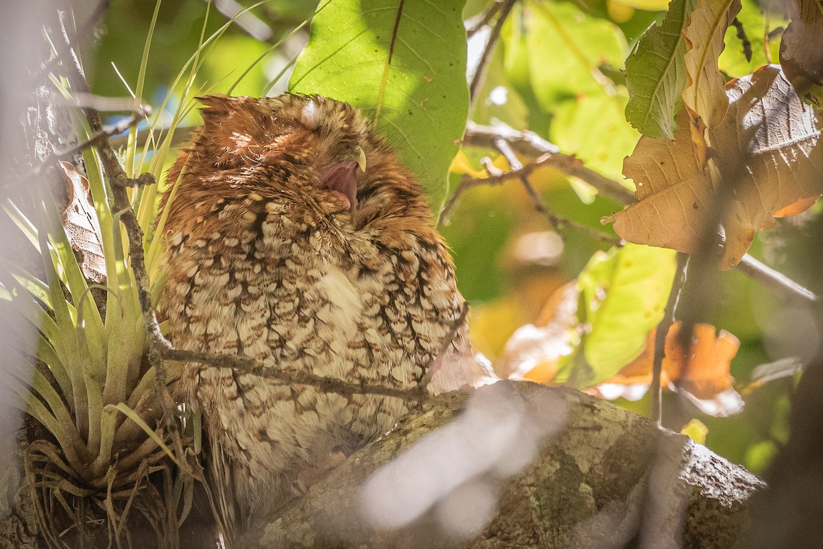 Bearded Screech-Owl - ML635740391