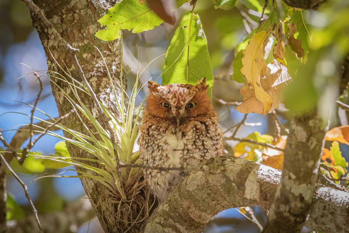 Bearded Screech-Owl - ML635740392