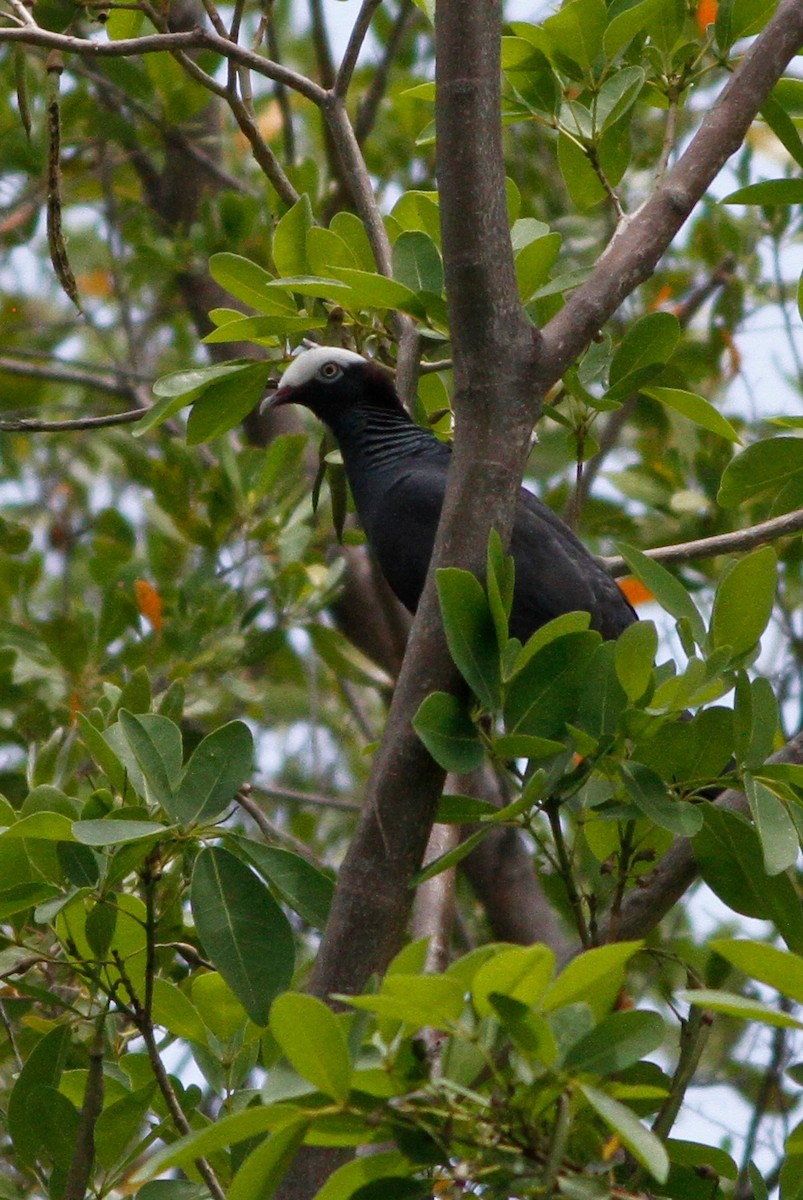 White-crowned Pigeon - ML635740469