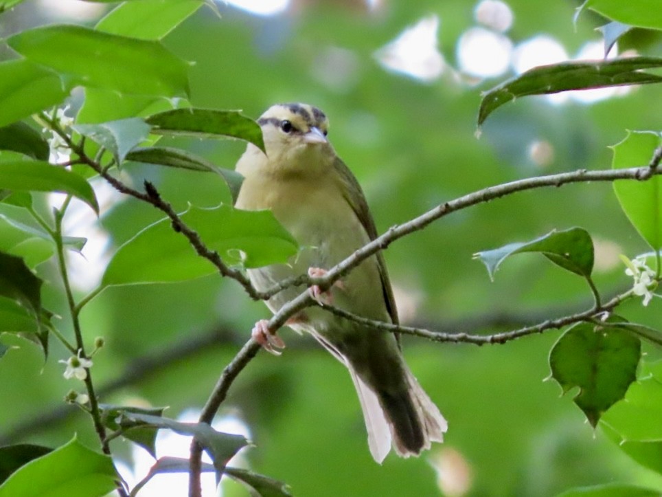 Worm-eating Warbler - ML635740678