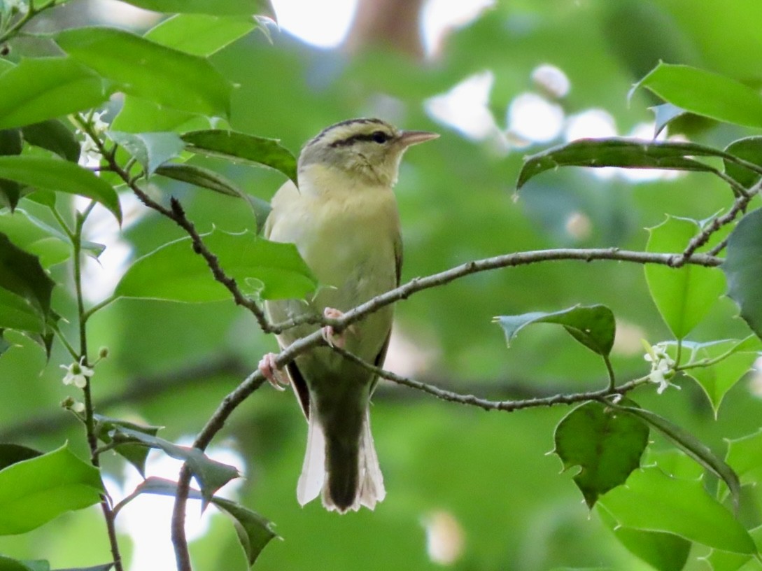 Worm-eating Warbler - ML635740679