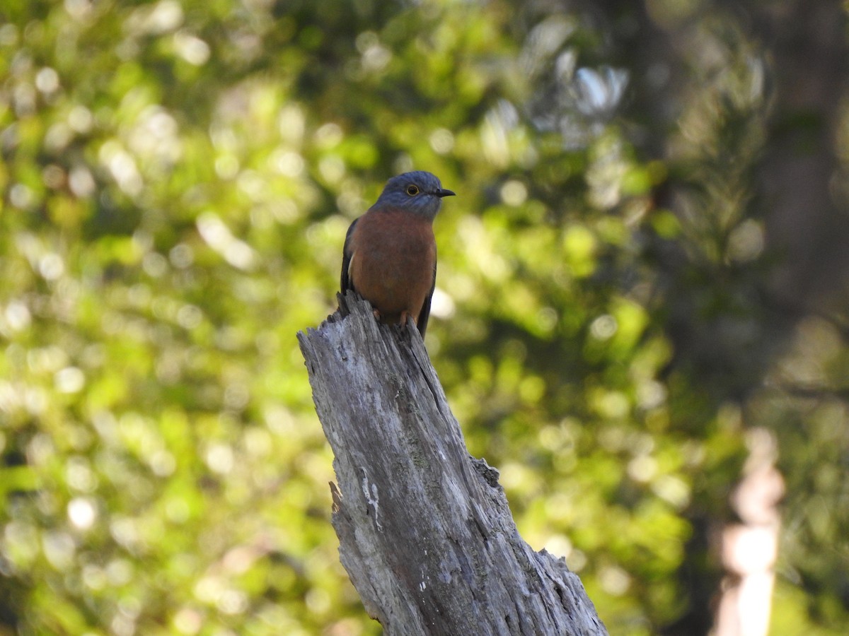 Fan-tailed Cuckoo - ML635740681