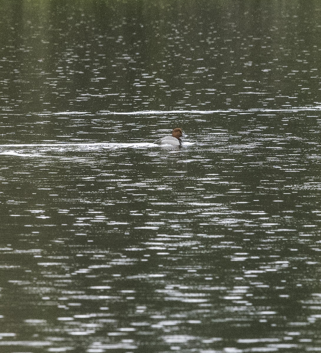 Redhead - ML635740763