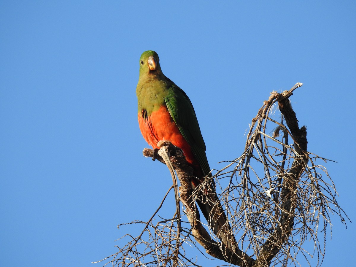 Australian King-Parrot - ML635740766