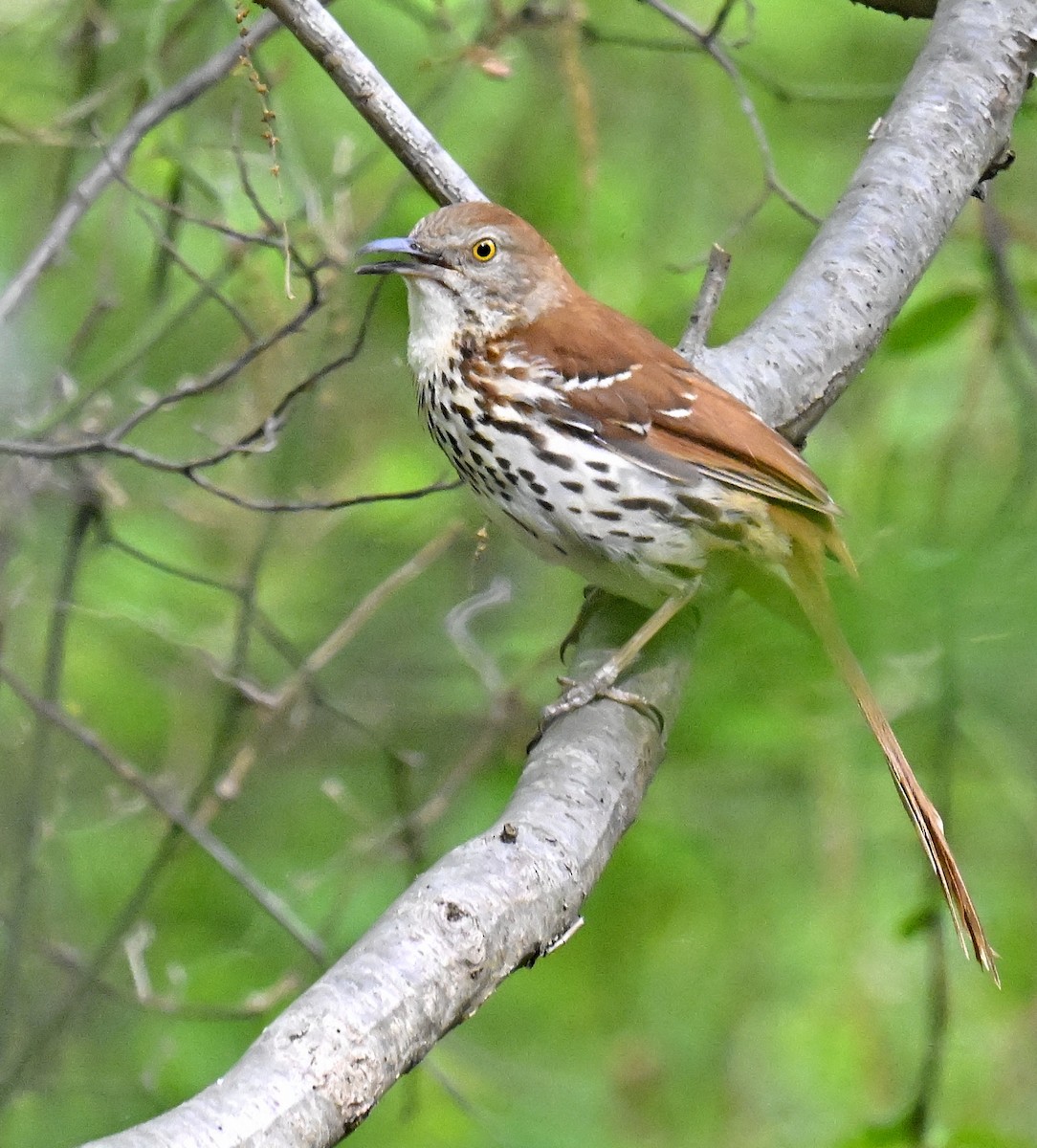 brunspottefugl - ML635740823