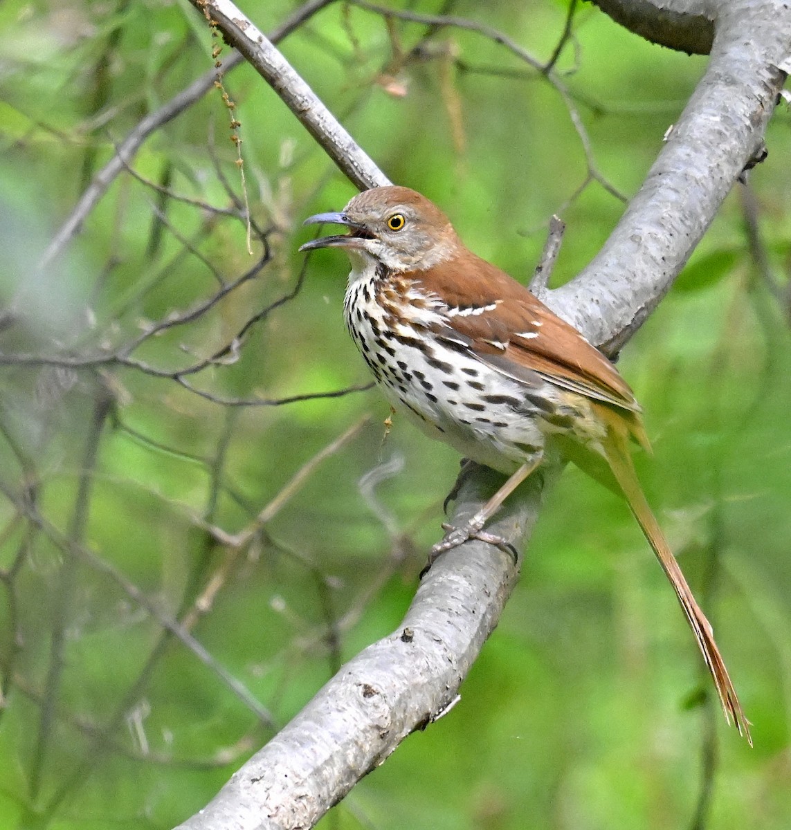 brunspottefugl - ML635740826