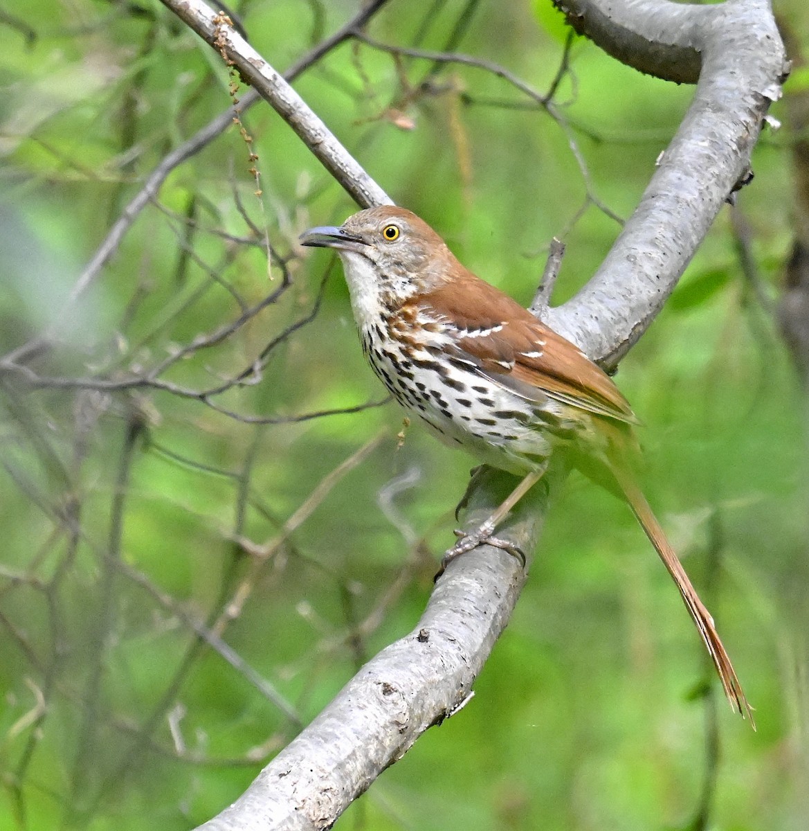 brunspottefugl - ML635740835
