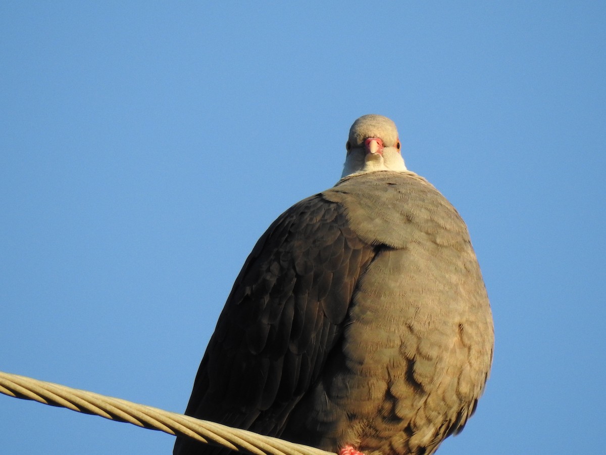 White-headed Pigeon - ML635740875