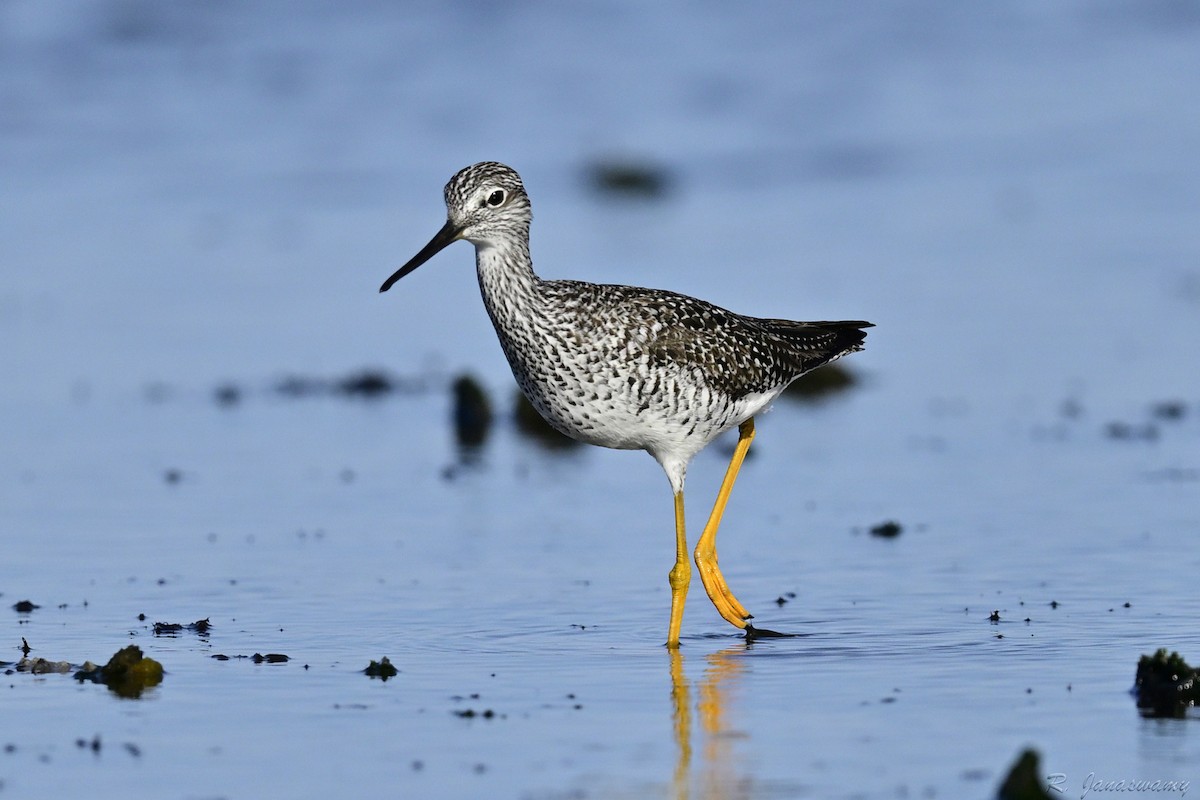 Greater Yellowlegs - ML635740889