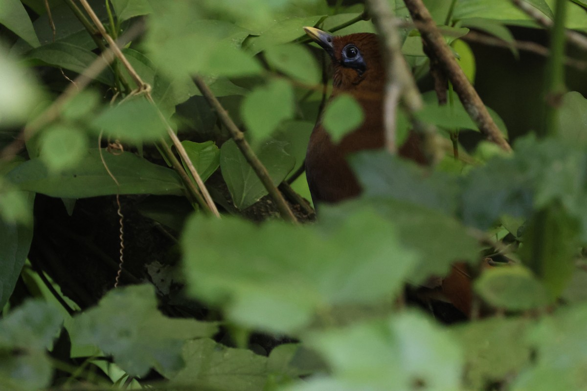 Rusty Laughingthrush - ML635740913