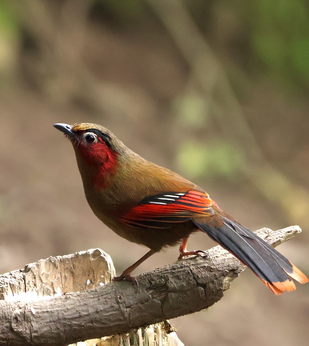 Red-faced Liocichla - ML635740934