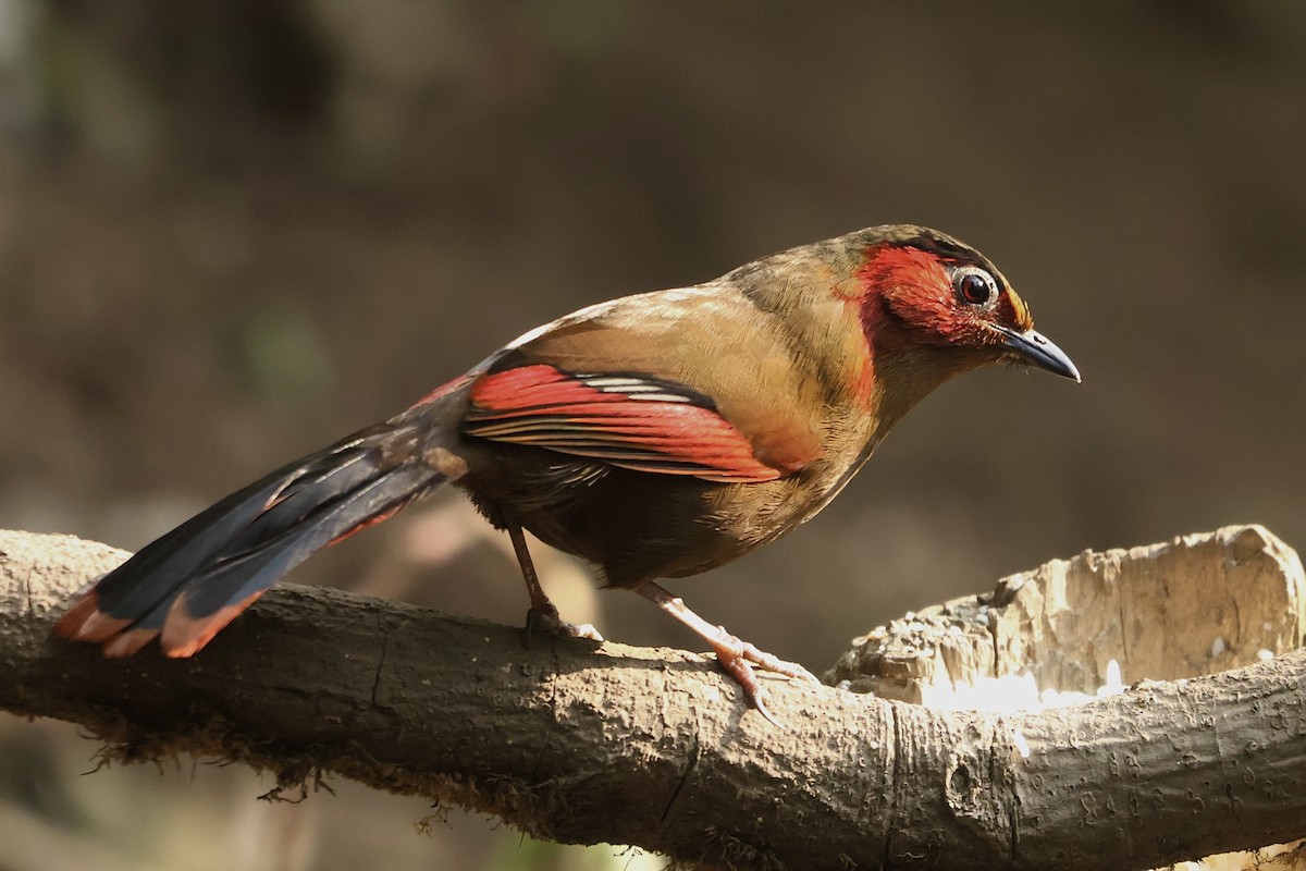 Red-faced Liocichla - ML635740935